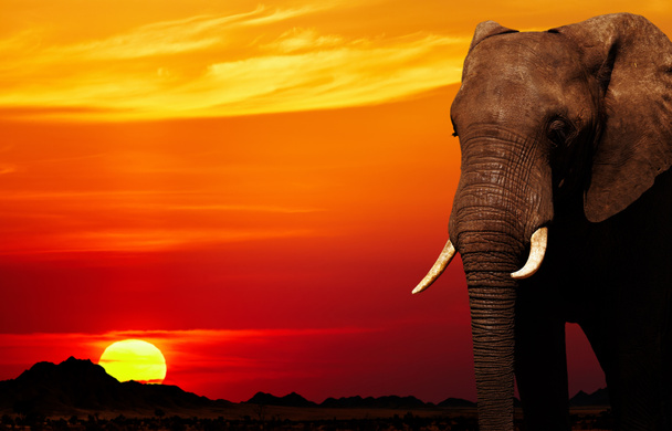 Elefante africano en sabana al atardecer
 - Foto, imagen
