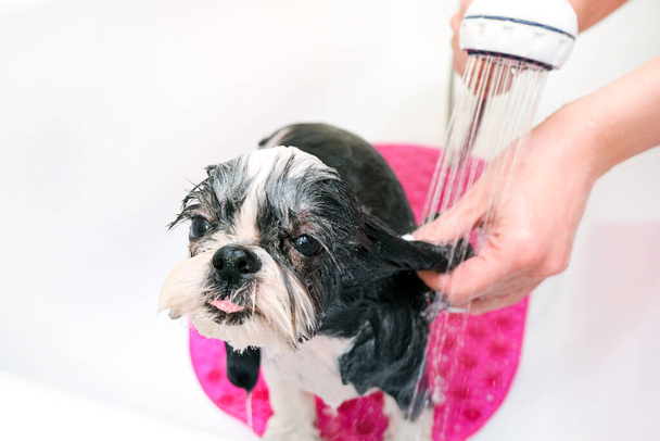 grooming. Bathing the dog in the shower. Wet dog bathes. Pet care. - Фото, зображення