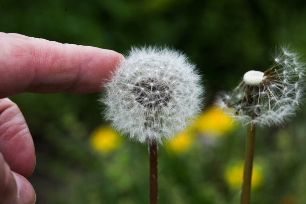 Fuzzy dandelion with human hand touching - Photo, Image