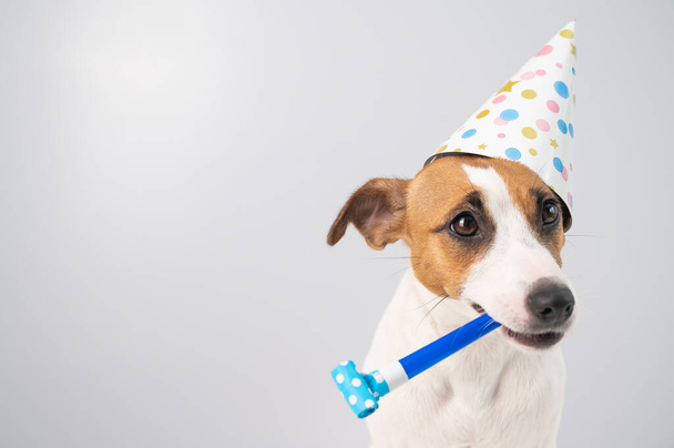 Funny Jack Russell Terrier dog wearing a birthday cap holding a whistle on a white background. - Foto, Imagen