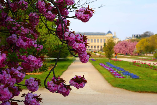 The beautiful cherry blossom in Jardin des Plantes in Paris - Photo, image