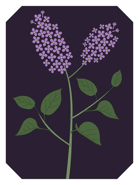 Фиолетовый лиловый цветок в саду - Вектор,изображение