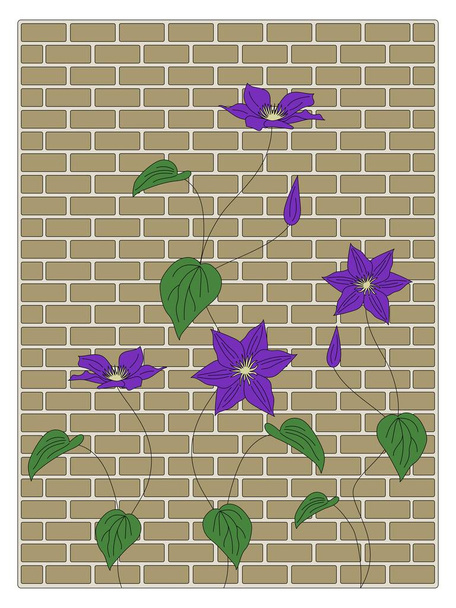 Clematis kwiat na ścianie z cegły - Wektor, obraz