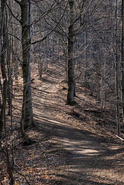Tourist path in deciduous forest, Big Fatra, Slovak republic. Hiking theme. Seasonal natural scene. - 写真・画像