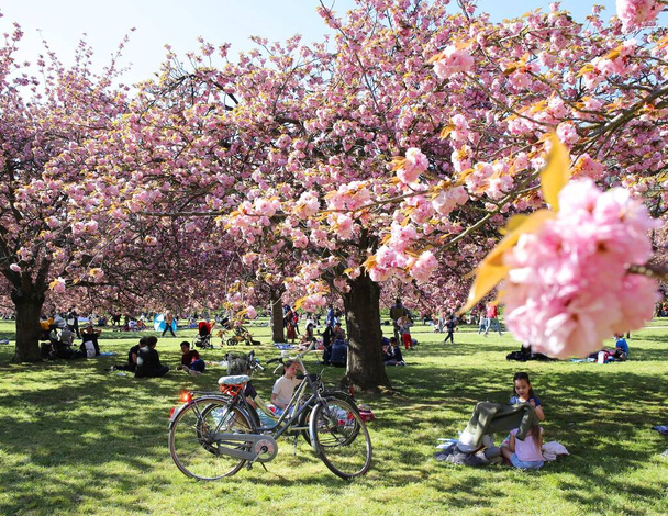 Kaunis kirsikankukka Parc de Sceaux lähellä Pariisia - Valokuva, kuva