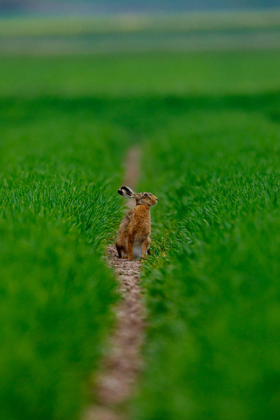 Ένας άγριος λαγός σε ένα χωράφι - Φωτογραφία, εικόνα