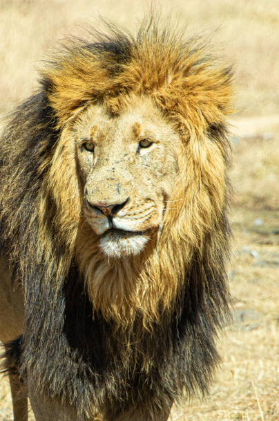 primer plano del león africano (pantera leo ) - Foto, imagen