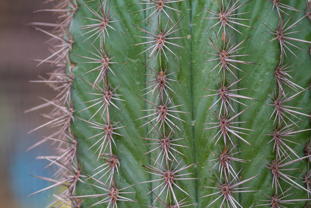 Kaktusz növény, amely kész díszíteni a kertben, hogy egy népszerű zamatos kaktusz faj, mert Kaktusz zamatos faj egy növény, amely könnyen ápolható, mert ez egy szárazságálló növény. - Fotó, kép