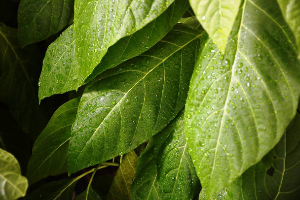 watered leaf in a still photograph - Φωτογραφία, εικόνα