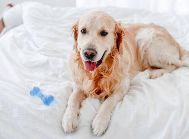 Golden retriever dog in the bed - Fotó, kép