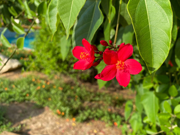 Pareja de Jatropha integerrima, comúnmente conocida como peregrina o jatropha picante una vibrante flor roja mostrando polen al sol. - Foto, imagen