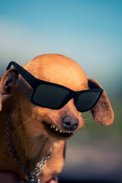 奇妙な笑顔と暗いサングラスを持つ国内犬の近くのビュー. - 写真・画像
