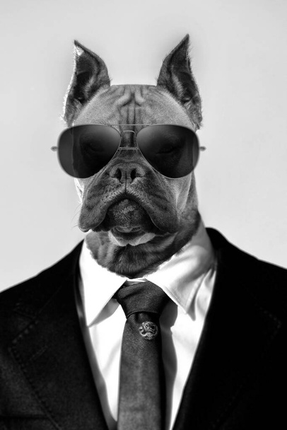 スーツと暗いサングラスで薄い青空の上に美しいボクサー犬の品種の肖像画. - 写真・画像