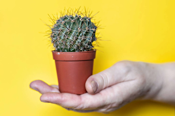 En la mano de una mujer, un cactus en una olla sobre un fondo amarillo. - Foto, imagen