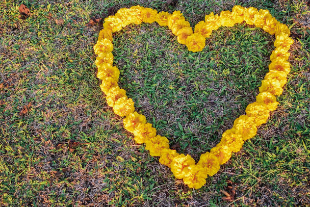 розмиті фотографії, символи у формі серця з жовтих квітів, розташовані на зеленому газоні, виглядають красиво. Символ серця символізує значення любові та дружби. Вид зверху і копіювання простору
 - Фото, зображення
