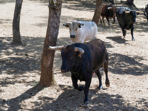 Stiere laufen auf einem Bauernhof in der Nähe von Ronda - Foto, Bild