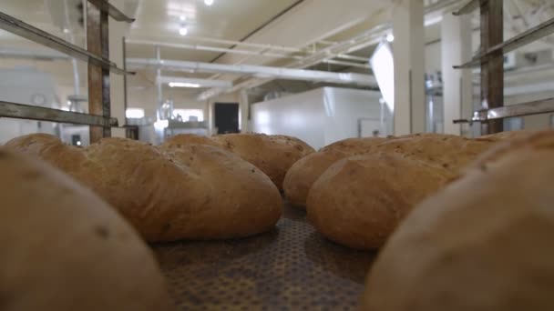 Go-pro cam viene posizionato sulla teglia sul carrello in movimento con pane appena sfornato - Filmati, video
