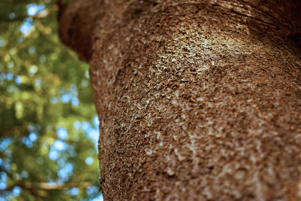 Текстура дерева Кора / візерунок крупним планом Фон Макро Стокова фотографія Зображення
 - Фото, зображення