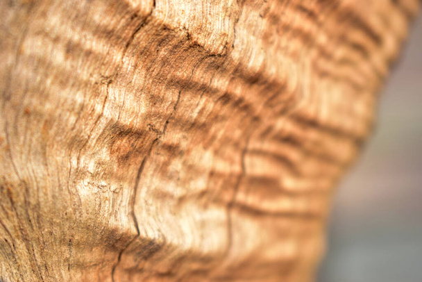 Kurutulmuş Ağaç Kabuğu Doku Arkaplanı Makro Stok Fotoğrafçılık Resmi - Fotoğraf, Görsel