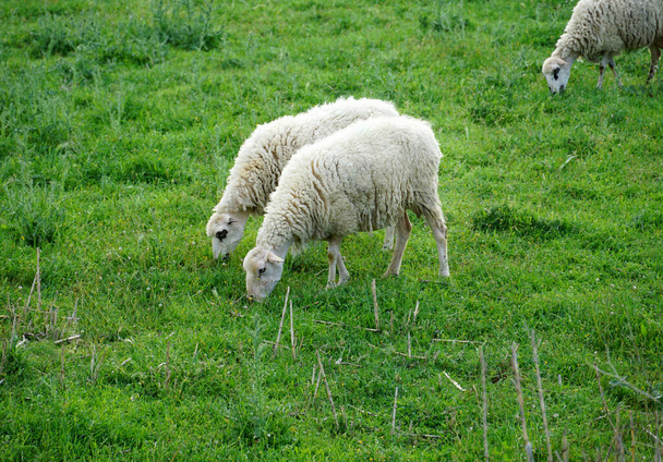 早春に新鮮な草やハーブでいっぱいの緑の牧草地で羊の放牧 - 写真・画像