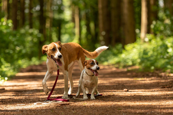 Twee schattige betoverende honden lopen samen zonder mensen. Kleine Jack Russell Terrier hondje en een grote bastaard hond - Foto, afbeelding