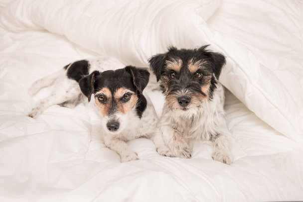 Μια ομάδα από αστεία σκυλιά βρίσκονται και κοιμούνται σε ένα κρεβάτι. Δυο σκυλάκια Τζακ Ράσελ Τεριέ..  - Φωτογραφία, εικόνα