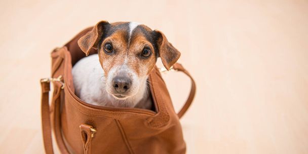 Small  cute Jack Russell Terrier dog sits in a brown handbag and looks funny out. - Photo, Image