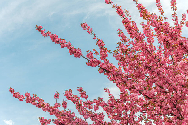 Blooming sakura in spring. Japanese cherry flowers close-up. - 写真・画像