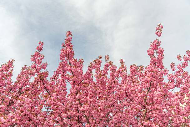 Sakura fiorita in primavera. Fiori di ciliegio giapponesi primo piano. - Foto, immagini