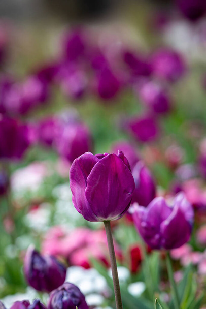 A Purple Tulip in Springtime - Фото, изображение