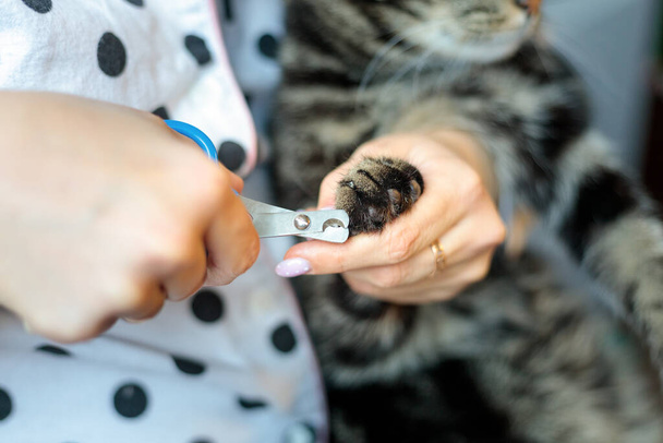 woman cuts the claws of a cat with special scissors for animals - Foto, Bild