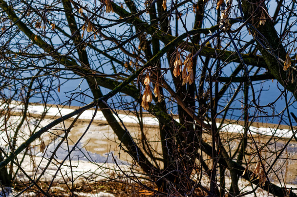 Семена клена зимой висят на ветке - Фото, изображение