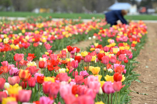 Wiosenne pole tulipanów w Laakirchen, Austria, Europa - Zdjęcie, obraz
