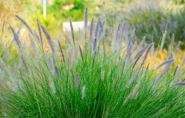 美しい紫色の噴水草やふわふわの羽ペニセタム。選択的焦点 - 写真・画像