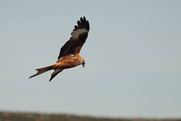 Золотой орел (Aquila chrysaetos) летит вниз по скалам. Коричневый и зеленый фон. Беркут с распростертыми крыльями. - Фото, изображение