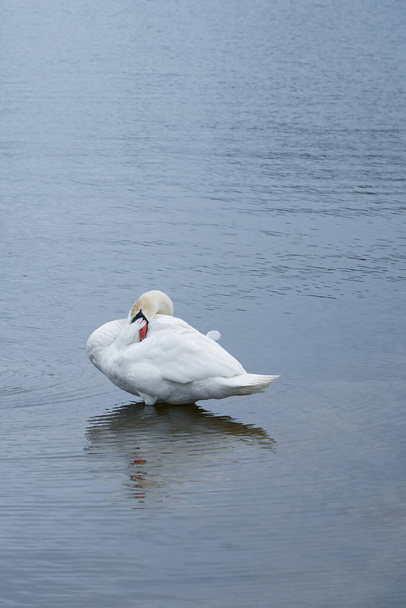 Cisne blanco haciendo facepalm en la costa del Mar Báltico en Finlandia - Foto, Imagen