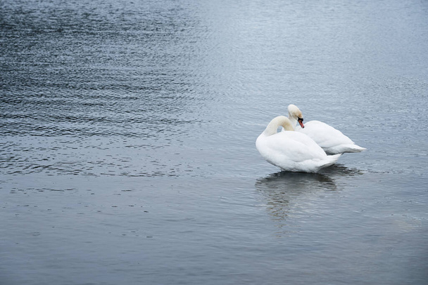 Familia del cisne blanco en la costa del Mar Báltico en Finlandia - Foto, imagen