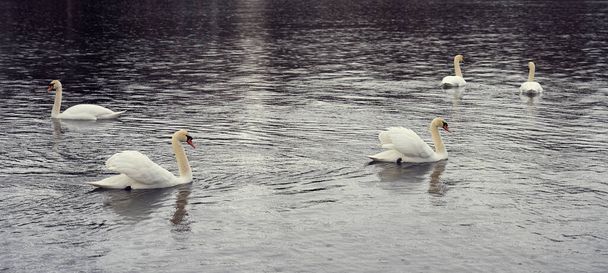 Bílá labuť rodina na pobřeží Baltského moře ve Finsku - Fotografie, Obrázek