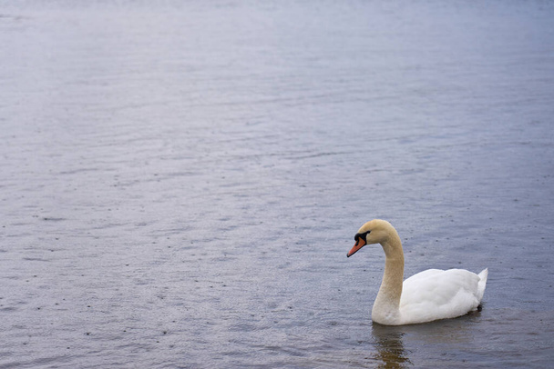 Cisne branco na costa do Mar Báltico na Finlândia - Foto, Imagem