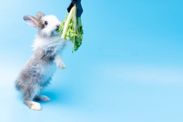 Adorable little young brown and white rabbits getting up to eating green fresh lettuce leaves on isolated blue background. Animal eat vegetable and Easter concept. - Photo, Image