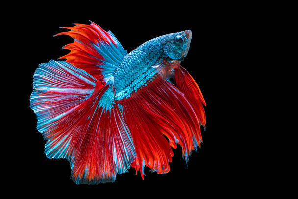 Rhythmisch von betta splendens kämpfenden Fischen vor isoliertem schwarzen Hintergrund. Der bewegende Moment wunderschön von blauen und roten siamesischen Betafischen mit Kopierraum.  - Foto, Bild