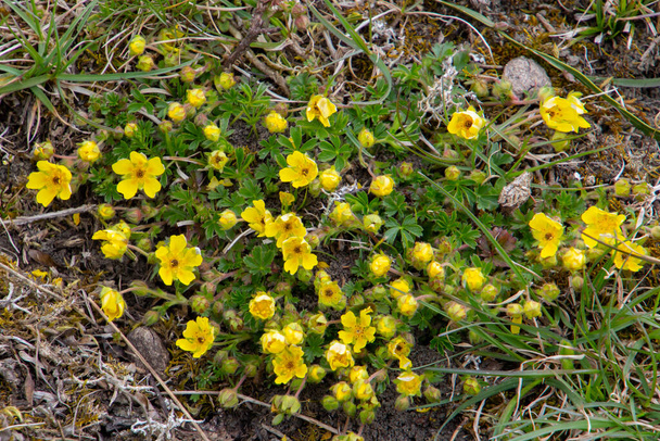 Yellow flowers of a Creeping Cinquefoil, also called Potentilla reptans or Kriechendes Fingerkraut - Photo, Image