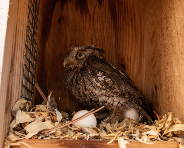 Nesting female eastern screech owl Megascops asio with eggs in a nest box in Bonita Springs, Florida - Photo, Image