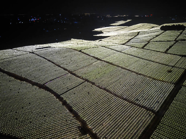 Fotografia aerea di campi di frutta del drago nella periferia di Guangxi, Cina di notte - Foto, immagini