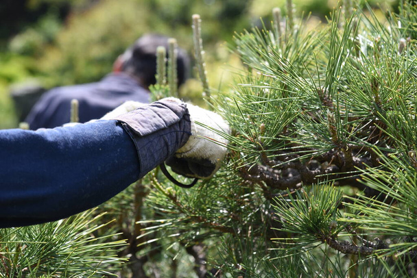A gardener is pruning a pine tree. - Photo, Image