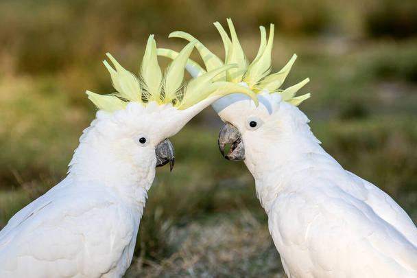 Sulphur-crested Cockatoo's with crests erect - Photo, Image