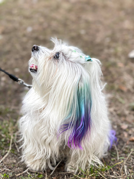Divertente cane maltese con fili colorati su una passeggiata. - Foto, immagini