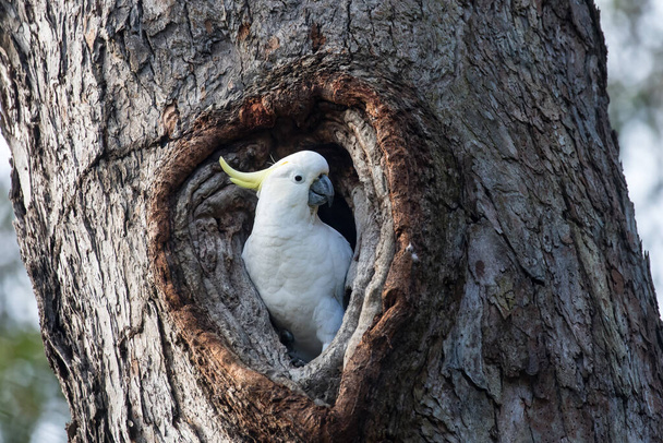 Sulphur-crested Cockatoo at nest hole - Photo, Image