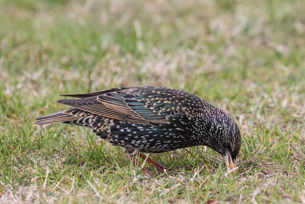 Common Starling catching invertebrates to feed on - Photo, Image