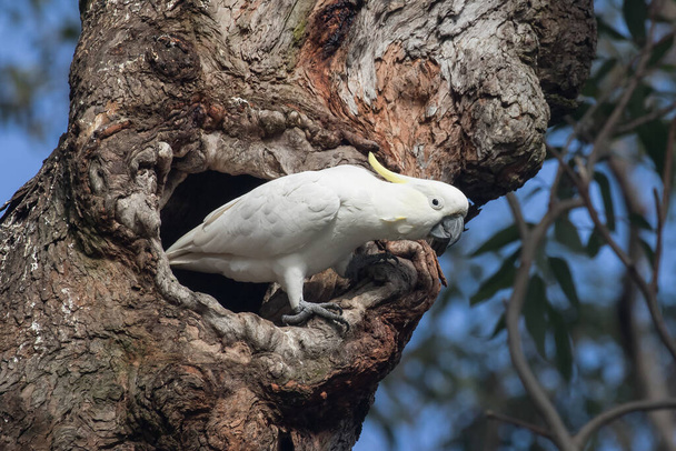 Cockatoo με βάση το θείο στην είσοδο της φωλιάς - Φωτογραφία, εικόνα